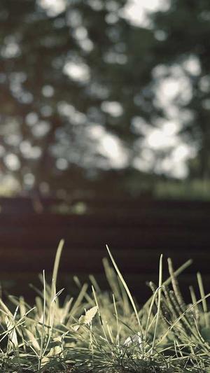 蜘蛛池租用服务截图1