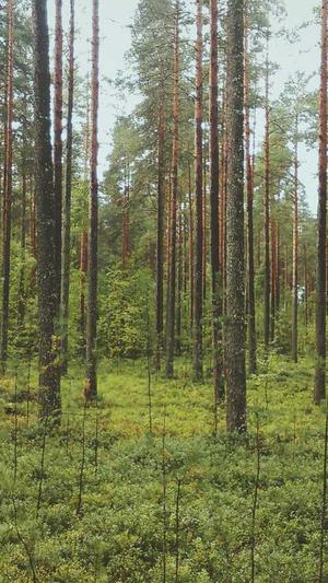 蜘蛛池测试截图1