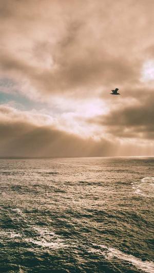 seo站长工具箱截图5