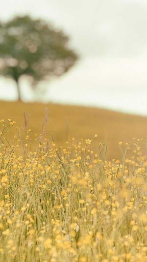 seo系统优化截图3